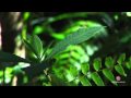 QLD Cairns - Location Video