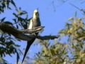 Cockatiels in Queensland, Australia