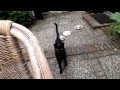 VLOG 049 - Preparing Our Trip Around The World - Test Ride &amp; Cats!