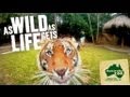 Australia Zoo - It&#039;s As WILD As LIFE Gets! Featuring Bindi and Robert Irwin