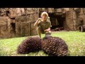 Robert Irwin&#039;s Australia Zoo tour