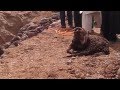 Live export disaster in Pakistan [WARNING disturbing vision]