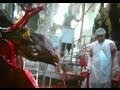 Shocking undercover live export investigation: Tnuva, Israel