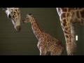 Incredible footage of Giraffe birth at Australia Zoo
