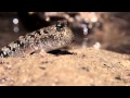 Australia&#039;s National Landscapes Nature Series - Wet Tropics - Linc Walker