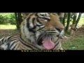 Ultimate Wildlife Adventure