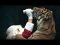 Santa feeds the Tigers at Australia Zoo