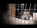 Cruelty at Calstead Collies