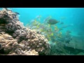 Australia&#039;s National Landscapes Nature Series - Great Barrier Reef - Jenna Rumney