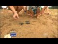 Emma Freedman from the Today Show meets the Mon Repos Turtles in Bundaberg