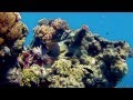 Snorkelling in the Whitsundays