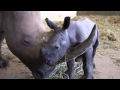 Terri, Bindi and Robert Irwin welcome new babies to Australia Zoo