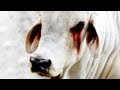 Shocking live export cruelty in Egypt - Ismailia