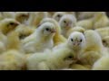 What is factory farming? - LAYING HENS