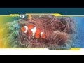 Great Barrier Reef Cruise - Snorkel or Dive - Australia Tours