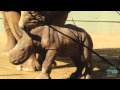 Baby Rhino Born at Australia Zoo