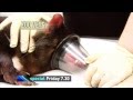 Zoo Vets: Tassie Devil Sneak Peek | 9 News