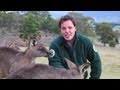 30 Days in Oz: Greg, Bonorong, Tasmania