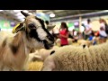 2013 Sydney Royal Easter Show Highlights