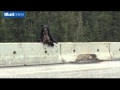 Mother bear rescues cub | 9 News