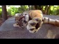 Sumatran Tiger Cubs playing together at Australia Zoo (Slow Motion)