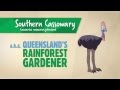 Curious Cassowary Facts