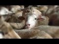 Live export disembarkation cruelty, Israel 2013