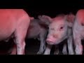 What is factory farming? - PIGS