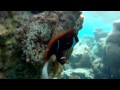 Snorkel The Natural Aquarium, Isle of Pines, New Caledonia