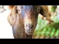 Live goat exports to Malaysia exposed