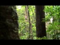 Tree to Tree Adventure, Noumea, New Caledonia