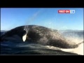 Amazing humpback whale video | 9 News Gold Coast