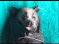 Adorable flying fox pup eats apple for the first time