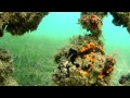 Australia&#039;s National Landscapes Nature Series - Sydney Harbour - Dave Thomas