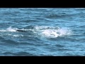 Hervey Bay Whale Festival