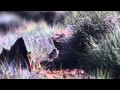 Australia&#039;s National Landscapes Nature Series - Flinders Ranges - Peter Waanders