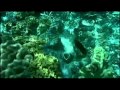 Underwater in the Great Barrier Reef