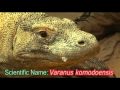 Daily Video Diaries - Komodo Dragon diet