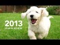 2013 Year in review - Animals Australia