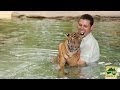 How our Tiger Cubs stay cool during summer at Australia Zoo