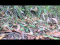 Australia&#039;s National Landscapes Nature Series - Kangaroo Island - Peggy Rismiller