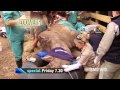 Zoo Vets: Rhino Sneak Peek | 9 News