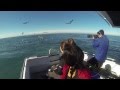 Albatross Encounter, Kaikoura, New Zealand