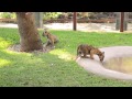 Australia Zoo's Tiger Cub Enclosure Official Opening