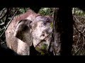 Saving the endangered species of Borneo: Pygmy Elephants