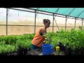 Backpacking Jobs -- Chloe in a Sandalwood nursery
