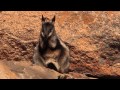 Help to keep these endangered Australians &quot;rocking on&quot;