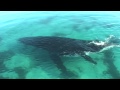 The acrobatic manoeuvers of Humpback Whales, Hervey Bay