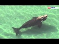 Whales in Port Phillip Bay | 9 News Melbourne