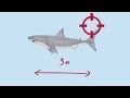 Explained: How shark baiting works